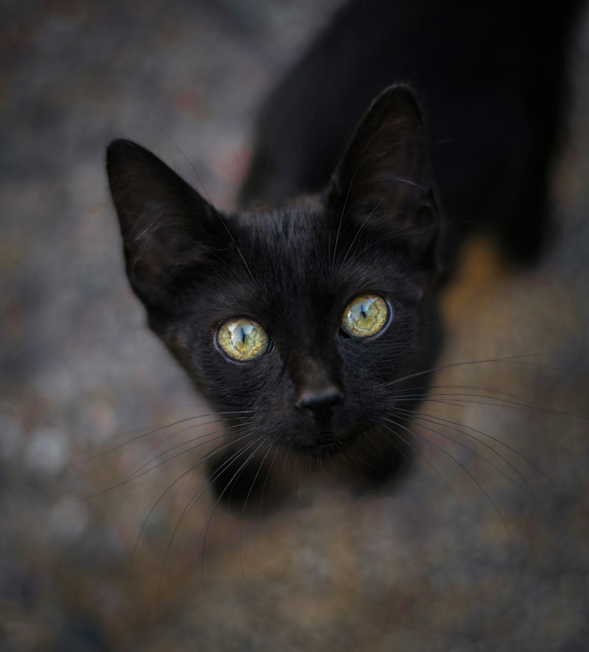 黒猫のポートレート